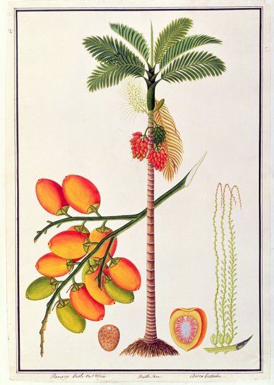 Pinang Betelnussbaum, aus Zeichnungen von Pflanzen aus Malakka von Chinese School